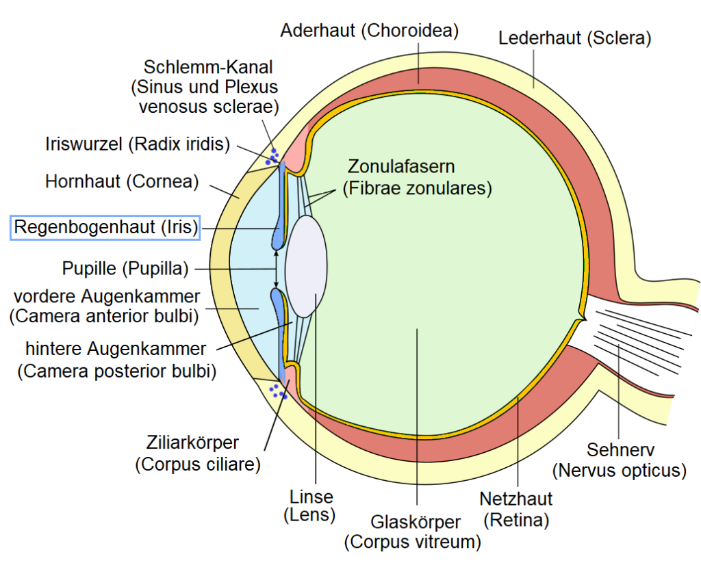 Anatomische Darstellung des menschlichen Auges mit Fokus auf die Iris